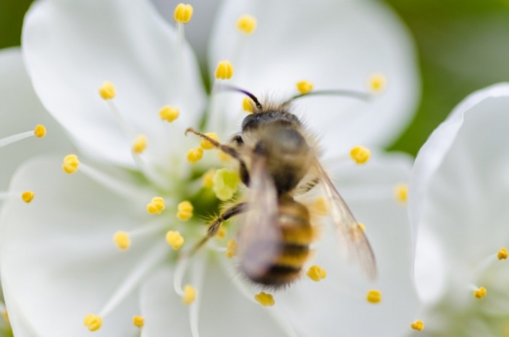 The pair are well-known for their beekeeping skills, leasing hives to businesses and domestic clients wanting to improve pollination.